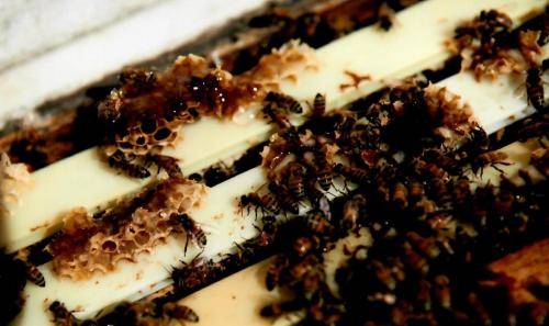 Sturgis Honey Bee Hives 