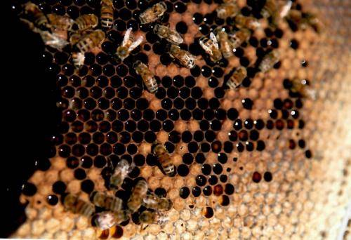 Sturgis Honey Bees Comb